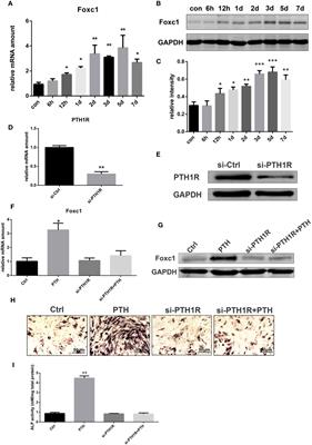 The Transcription Factor Foxc1 Promotes Osteogenesis by Directly Regulating Runx2 in Response of Intermittent Parathyroid Hormone (1–34) Treatment